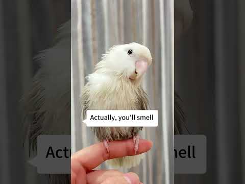 good looking but not Good smell #bilantan #birds #pets # #feedshorts #funny