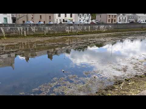 Ducks and Boats in the Lewis Castle Grounds PXL 20210620 131635592