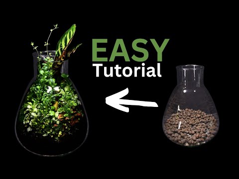 How to Make a Plant Terrarium for 0$ (EASY Tutorial)