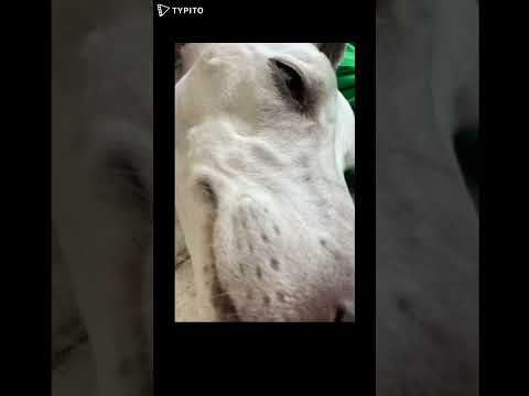 I DONT NO WHAT TO SAY(DOGIZEM) PART 2