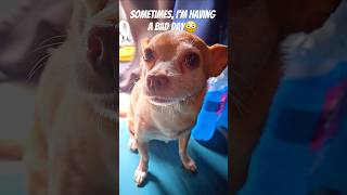 🫩🧀 #yt #dog #pets #animal #cute #fyp #shorts #doglover #petlover #cutedog #doglife #doggo #doglove