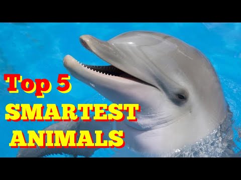 The Top 5 Smartest Animals in The World