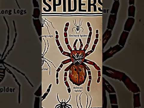 TYPES OF SPIDERS|PART - 4|GOLDEN SILK ORB WAVER|#creature #spider@LIKEMYTH