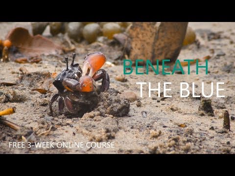 Beneath the blue | Free online course