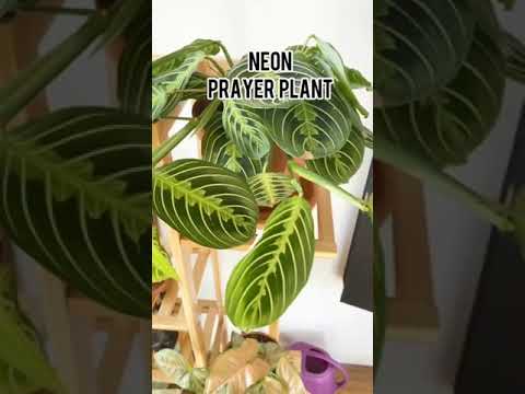 BEAUTIFUL INDOOR PLANTS