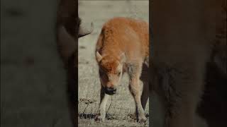 Animal Glow Up! From Tiny Pets to Majestic Creatures 🔥 #AnimalGlowUp #BeforeAndAfter #GlowUp #4