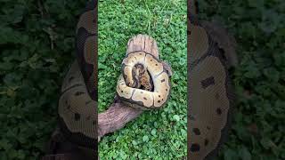 Blade Clown #blade #clown #ballpython  #python #snake #constrictors #pythons #snakemorphs #reptiles