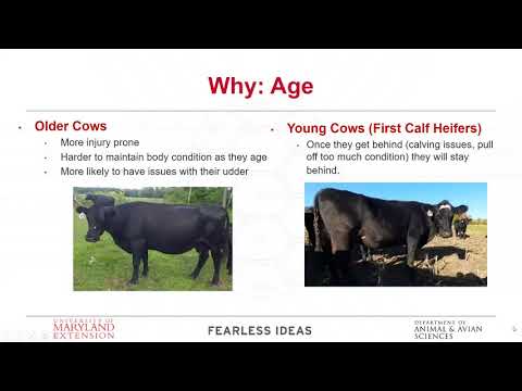 Webinar: Cull for the Future of Your Herd