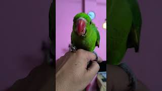 Talking 🦜 Talking Birds