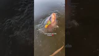 Ducks freezed in dal lake Srinagar Kashmir #sad #ytshorts