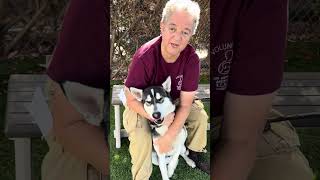 NEW A5732265 Theo | Siberian Husky Puppy