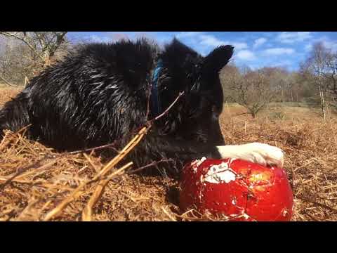 AMAZING DOGS . Wooflets go for a swim