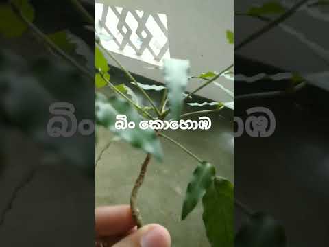 බිං කොහොඹ