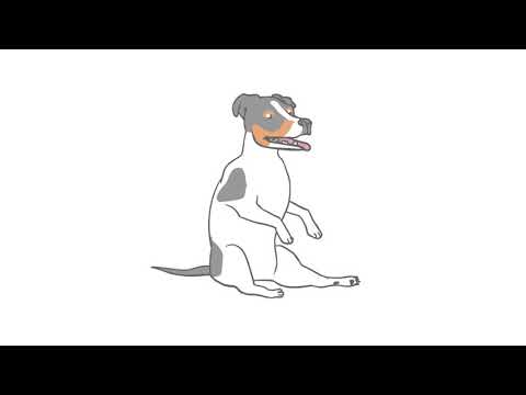 dog sittin