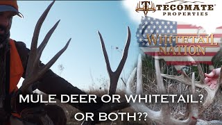 BIG Mule Deer and Whitetail in the same State