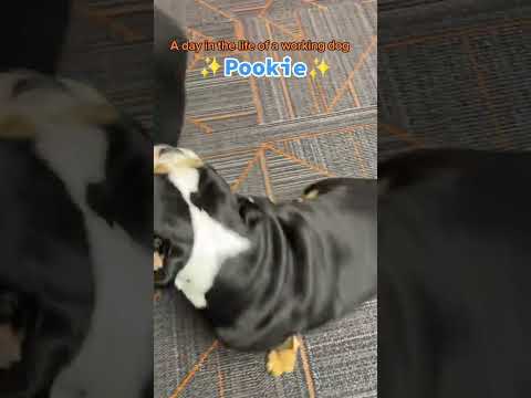Day in the life of an office dog | It's a good life though  😌 #tulsa #tulsaoklahoma #hvac
