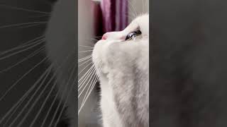 BeautiFul Eye Lense(#thecontent)#shorts