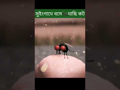 হাতি🐘 ঘোড়া🐎গেল তল,মাছি বলে কত জল ।সুইংগামে মাছি কট খেল🐜#