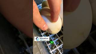 Day 7 and we have a lot of activity! #molinarosnakelab #shorts #python #egg #eggman #reptiles #sawa