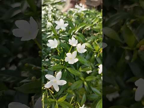🌹🌺🌼😌😇