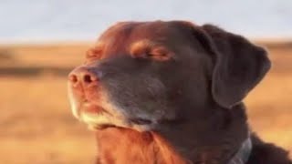 memes but if you laugh you cooked