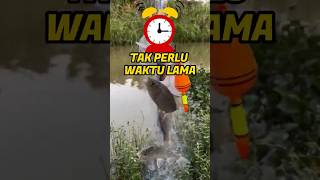 Relaxed Fishing, Doesn't Take Long to Strike #fishingsensation #netfishing #autostrike