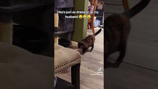 #funny #mustbewatch #trending #parrot #mustwatch #deer #mustwatchmoments #pets #mustwatchfunny #cute