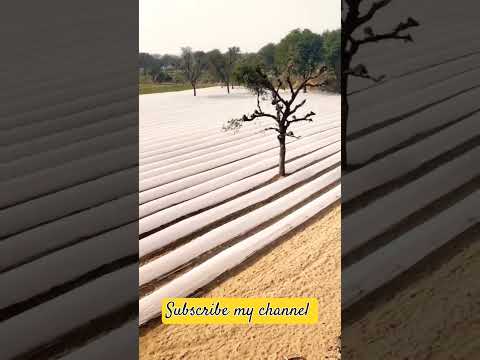 Farming #newsong #punjabi #song #punjabisong #music #viral #rajsthan #farming #trending #farmer