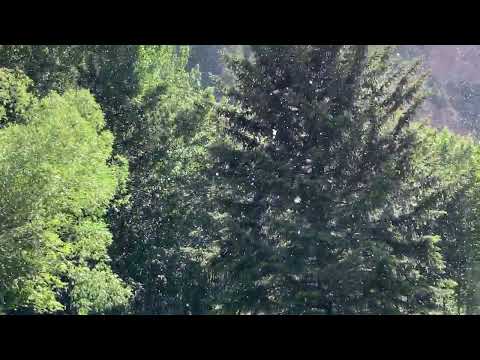 Cottonwood Cotton #shorts