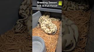 Getting Locks With Many Females Still Building Follicles! Ball Python Breeding Season...LET'S GO!!