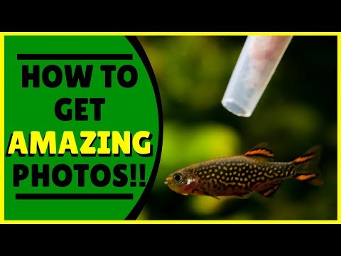 SUPER SIMPLE Trick For Aquarium Fish Photography!
