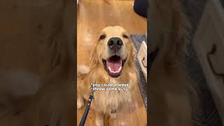 Which bunk bed do I buy my dog? #dogsofyoutube #dog #dogs #husky #goldenretriever #puppy