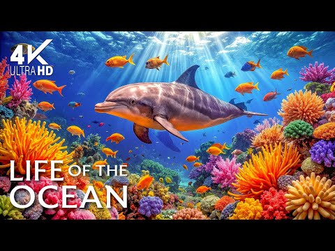 Underwater Wonders 4K - Amazing Fish, Coral Reefs & Sea Animals - Peaceful Aquarium Experience