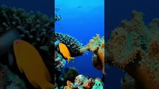 Relaxing views for relaxation and studying 😌📖 #relaxing #studybackground  #underwater