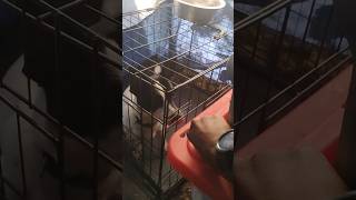 smart puppy #homeless