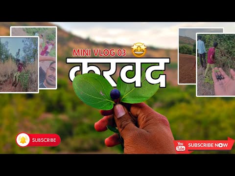 MINI vlog 02 ☝️🫠||• करवंद रानमेवा ||•#marathi #marathimulga #karad #सातारा #कोल्हापूर
