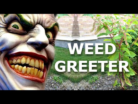Do It Yourself = WEED GREETER = Works On Grass, Dirt, Concrete, Brick, Stone, Ect, Effortlessly!
