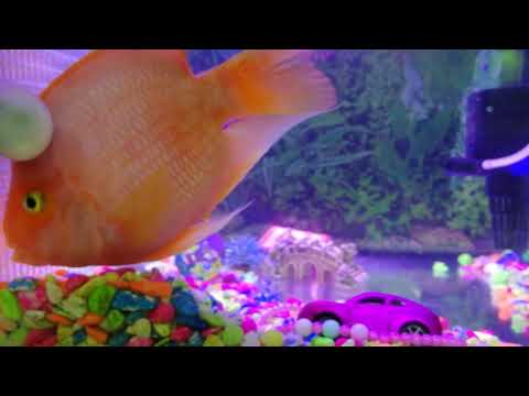 See This Clever Parrot Fish Pinky' Plays Toy Car 4K