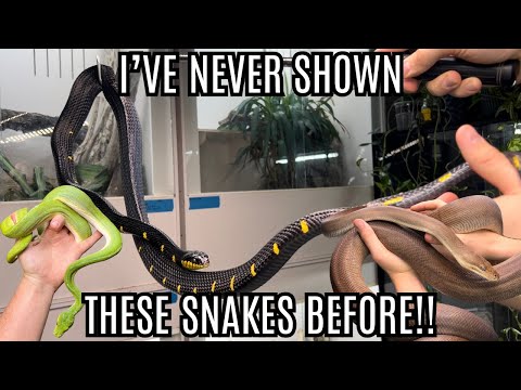 I Have Never Shown These Snakes I Keep Before!