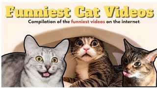 Cats funny moments| cats fun