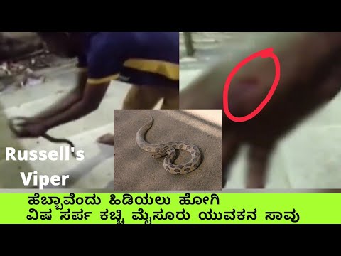 ಧೀಪ ಆರಿ ಹೋಯಿತು | ಕೊಳಕ ಮಂಡಲ ಹಾವು ಕಚ್ಚಿ ಮೈಸೂರು ಯುವಕನ ಸಾವು | Man Dies Of Snake Bite - Russell's Viper