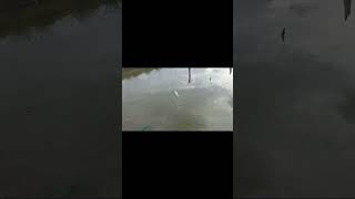 mancin ikan batok babon #mancingmania #mancingjaring #netfishing #ikannila #fyb#ikanbatok #mancing