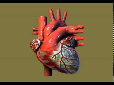 Second Webpage animation