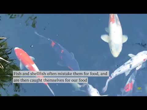 How much plastic are we consuming?