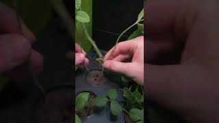 Jak rozmnožit mátu z řízků pomocí Ekora? 🌿✨ #easygrowing#hydroponics#ecofriendly #vegetables