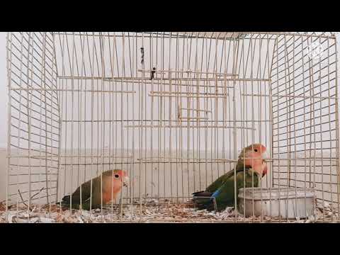 LOVE BIRDS || LOVING LOVE BIRDS