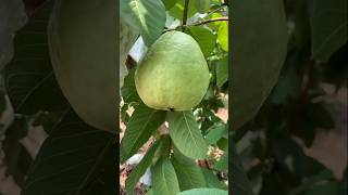 How to propagate guava tree🌱by air layering #gardening