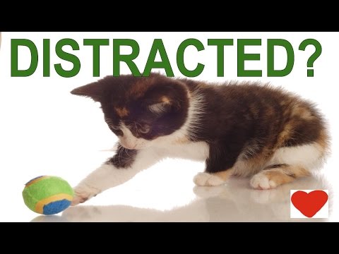 Penny Zenker Defeats Your Distractions Video  2/22/2016