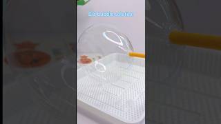 Make Bubble Solution at Home and Blow HUGE Bubbles!🫧#diy #shorts #handmade #craft #kids  #trending