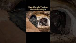 They Thought The Bear Was Hibernating… 😰 #dangerous